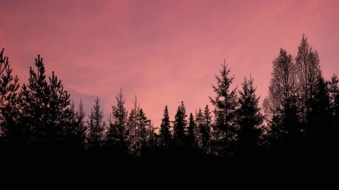 Silhouette of Trees with Branches in Forest and Environment Video stock 238870863