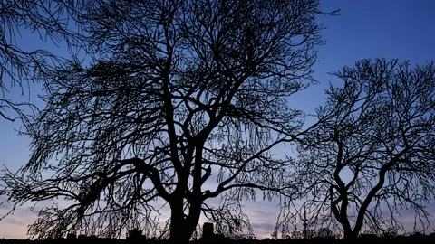 Silhouette of Trees with Branches in Forest and Lake Outdoors Stock Footage 238877707