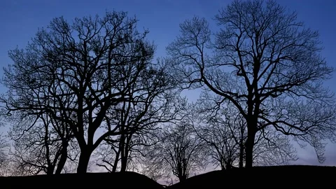 Silhouette of Trees with Branches in Forest and Nature Stock Footage 238877750