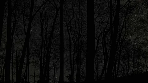 Silhouette of Trees with Branches in Forest and Nature Wilderness Outdoors Stock Footage 239652873
