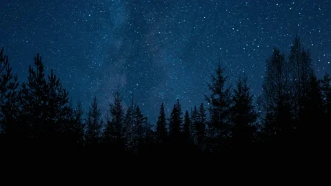 Silhouette of Trees with Branches in Forest and Environment Vídeos de archivo 239680997