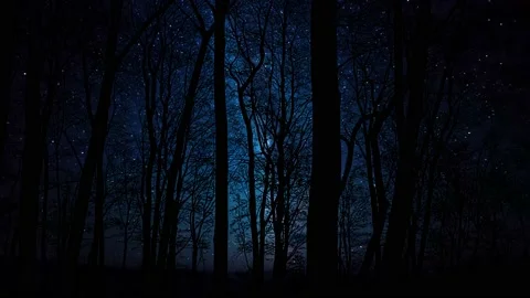 Silhouette of Trees with Branches in Forest and Nature Wilderness Outdoors Stock Footage 239712780