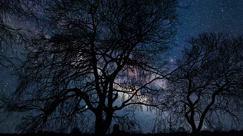 Silhouette of Trees with Branches in Forest and Lake Outdoors Video stock 239729122