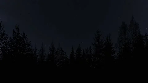 Silhouette of Trees with Branches in Forest and Environment Stock Footage 239734644