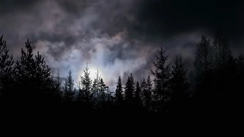 Silhouette of Trees with Branches in Forest and Environment Stock-Footage 239785009