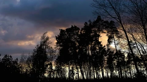 Silhouette of Trees with Branches in Forest and Nature Landscape Stock Footage 239856143
