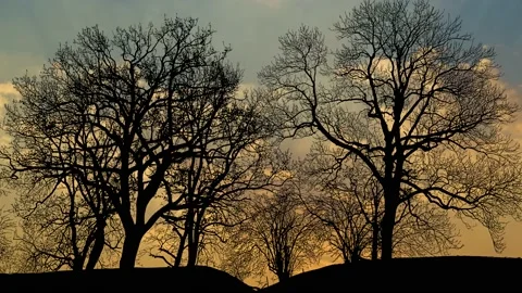 Silhouette of Trees with Branches in Forest and Nature Stock Footage 239881789