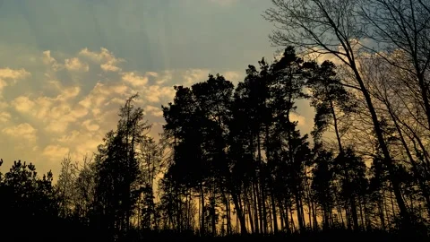 Silhouette of Trees with Branches in Forest and Nature Landscape Stock Footage 239881813
