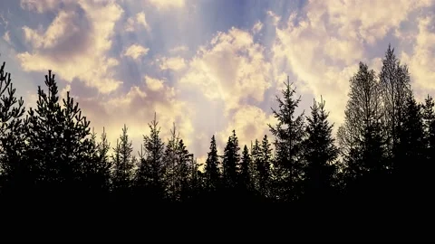 Silhouette of Trees with Branches in Forest and Environment Stock Footage 239883661
