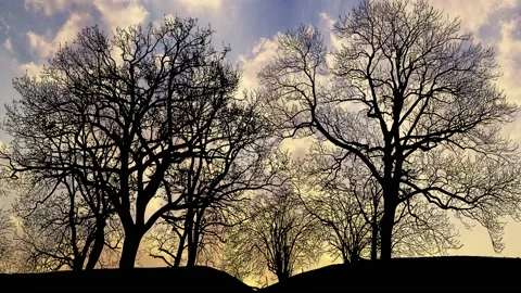 Silhouette of Trees with Branches in Forest and Nature Video stock 239883683