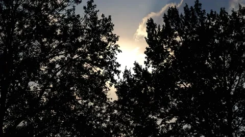 Silhouette of Trees with Branches in Forest and Nature Environment Stock Footage 239892293