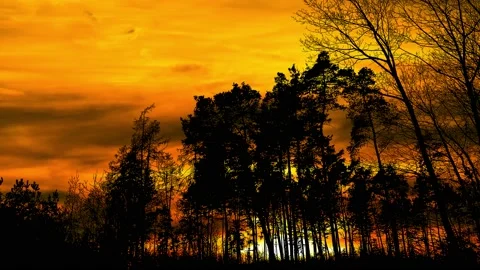 Silhouette of Trees with Branches in Forest and Nature Landscape Stock Footage 239916047