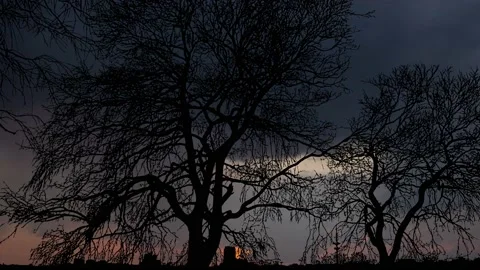 Silhouette of Trees with Branches in Forest and Lake Outdoors Stock Footage 239922705