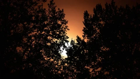 Silhouette of Trees with Branches in Forest and Nature Environment Stock Footage 239926098