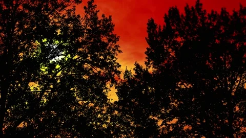Silhouette of Trees with Branches in Forest and Nature Environment Stock Footage 239937430