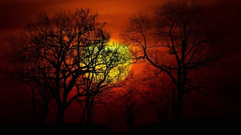 Silhouette of Trees with Branches in Forest and Nature Stock-Footage 239950352