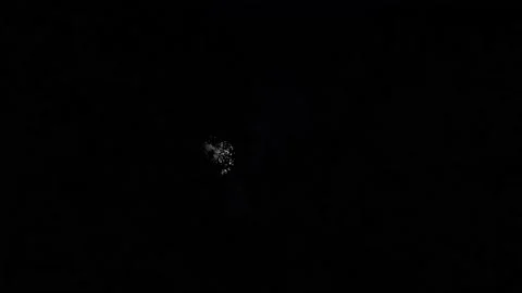 Silhouette of Trees with Branches in Forest and Nature Environment Video stock 239999063