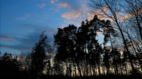 Silhouette of Trees with Branches in Forest and Nature Landscape Stock Footage 240055458