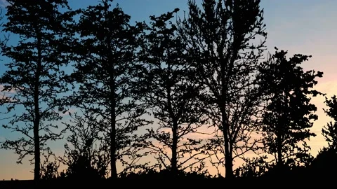 Silhouette of Trees with Branches in Forest and Nature Wilderness Woods Stock Footage 240059940