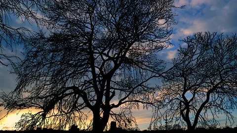 Silhouette of Trees with Branches in Forest and Lake Outdoors Video stock 240064564