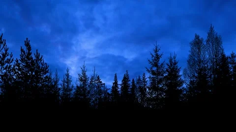 Silhouette of Trees with Branches in Forest and Environment Stock Footage 240100400