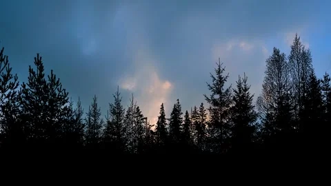 Silhouette of Trees with Branches in Forest and Environment Video stock 240155717