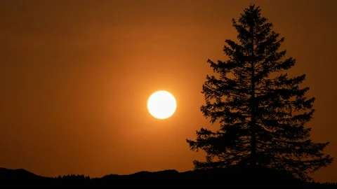 Silhouette of Trees with Branches in Forest's Nature Stock Footage 239900294