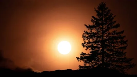 Silhouette of Trees with Branches in Forest's Nature Stock-Footage 239926327