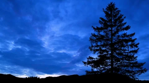 Silhouette of Trees with Branches in Forest's Nature Stock Footage 240101206