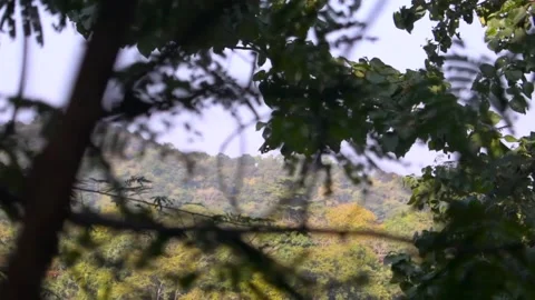 Silhouette trees , captured from top of a hill. Stock Footage 131704514