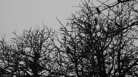 Silhouette of trees with crows. Mystical background Stock Footage 121878253