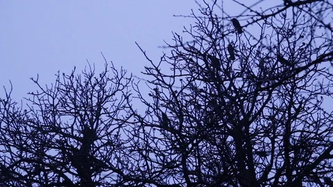 Silhouette of trees with crows. Mystical background Stock Footage 121878256