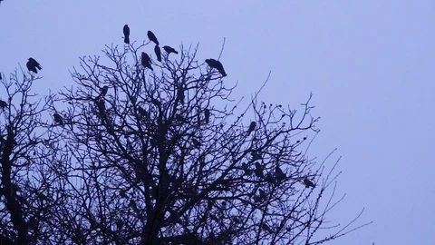 Silhouette of trees with crows. Mystical background Video stock 121878289