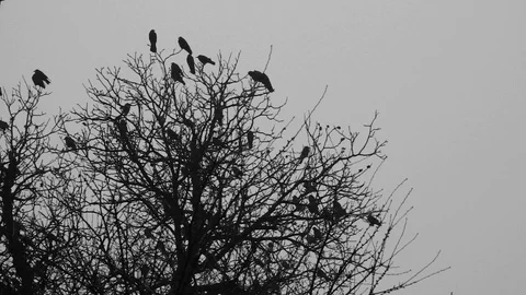 Silhouette of trees with crows. Mystical background Video stock 121878291
