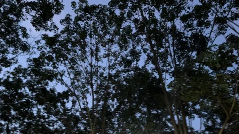 Silhouette Trees On Dark Sky Backgrounds. Bueng Kan, Thailand. 9Nov2023 Stock Footage 276759204