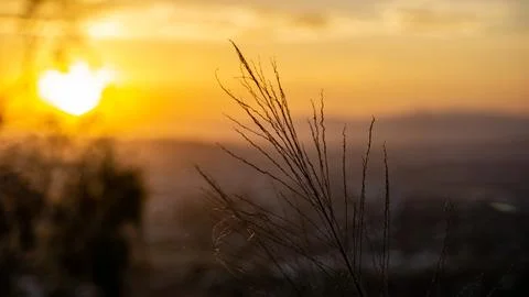 Silhouette of trees during sunset overlooking city, Townsville Australia Foto stock