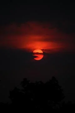 Silhouette of trees during sunset, selective focus, selective focus on subjec Stock Photos