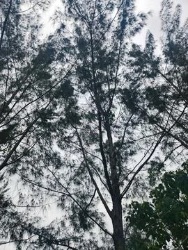 Silhouette of Trees at Dusk Stock Photos