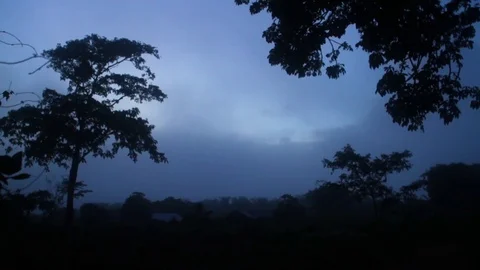 Silhouette of trees on a dusky sky Stock Footage 77445018
