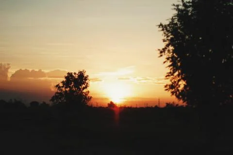 Silhouette of trees facing sunset 库存照片