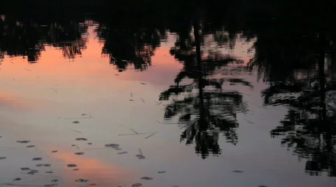 Silhouette Trees Video stock 770180