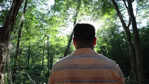 Silhouette of Trees Vídeos de archivo 132769093