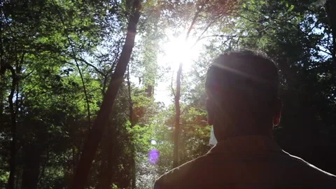 Silhouette of Trees Vídeos de archivo 132769155