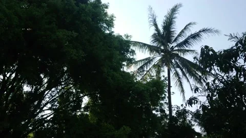 Silhouette of trees Video stock 138553066