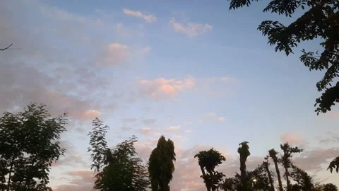 Silhouette of Trees 库存影片 334329792