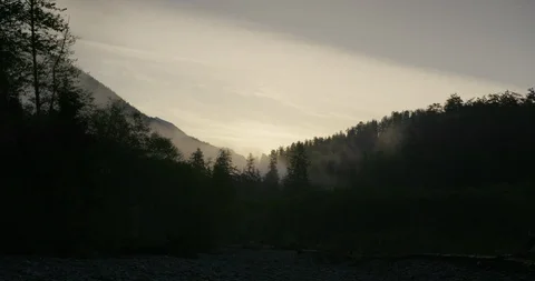 Silhouette trees in forest and mountain on a foggy day Stock Footage 97614549