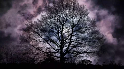 Silhouette of Trees with Forest Branches in Green Nature Stock Footage 239780968