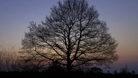 Silhouette of Trees with Forest Branches in Green Nature Stock-Footage 239896845