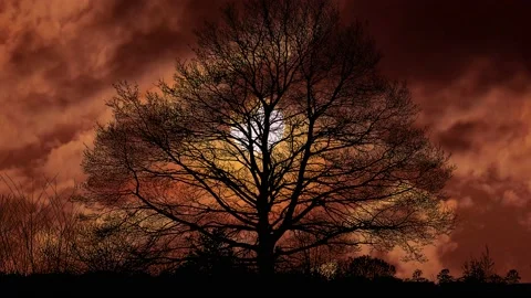 Silhouette of Trees with Forest Branches in Green Nature Stock Footage 239973529