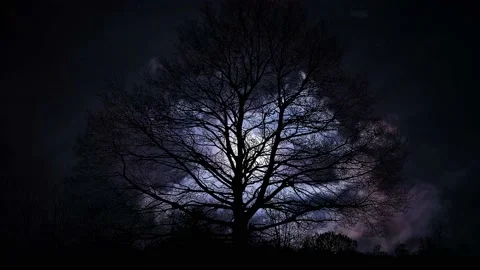 Silhouette of Trees with Forest Branches in Green Nature Stock-Footage 240020002